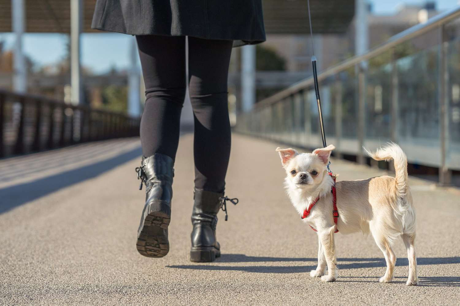 Quelle est la durée de vie moyenne d'un chien ? 1