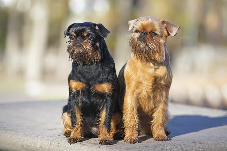 Quelle race de chien les Belges préfèrent-ils ? 5