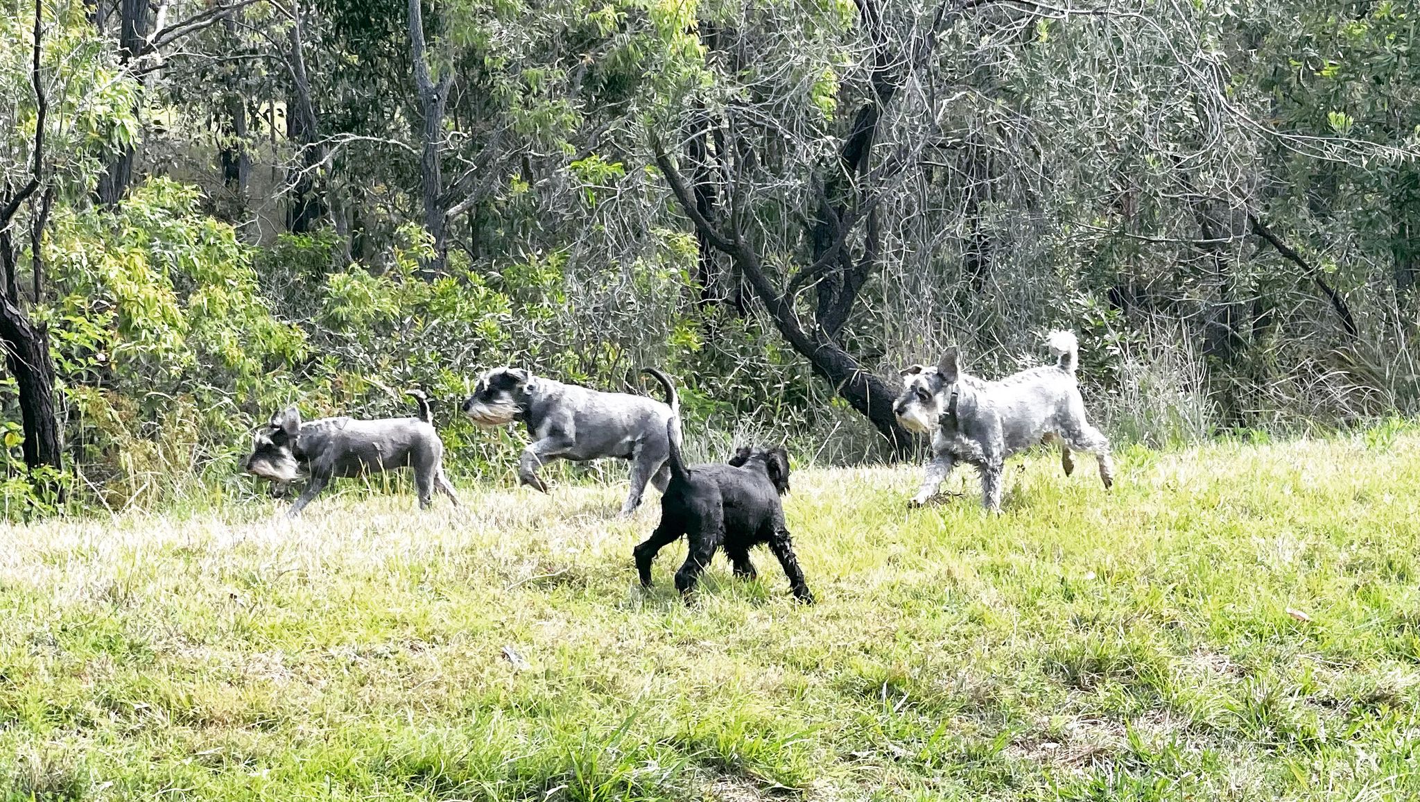 What breed of dog do Germans like to have? 5