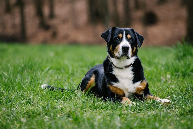 Quelle race de chien préférez-vous en Suisse ? 5