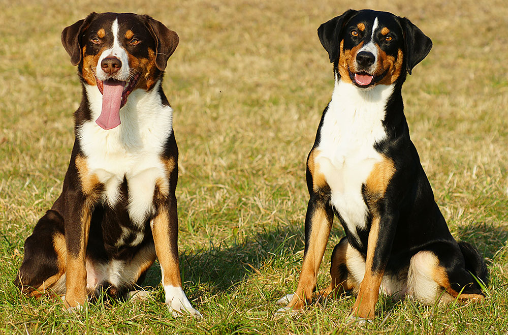 Quelle race de chien préférez-vous en Suisse ? 4