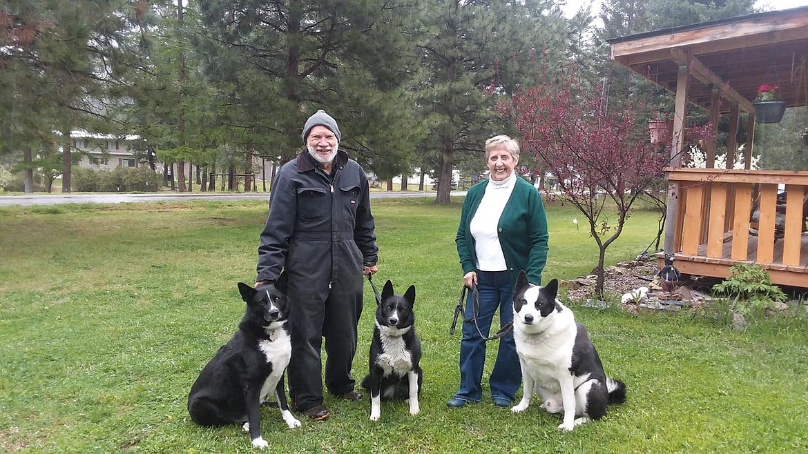 Quelle est la race de chien préférée en Finlande ? 3
