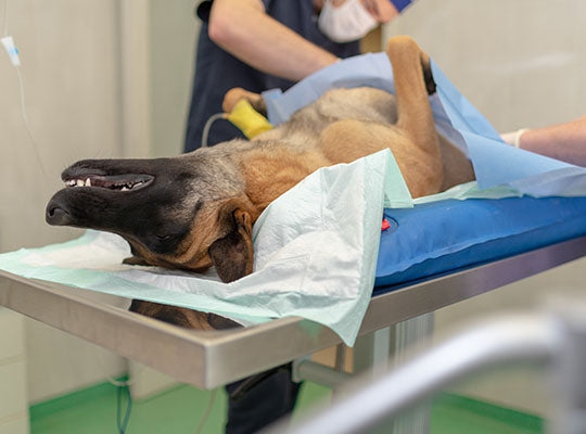 Mi a véleményed a kutya ivartalanításáról? 9