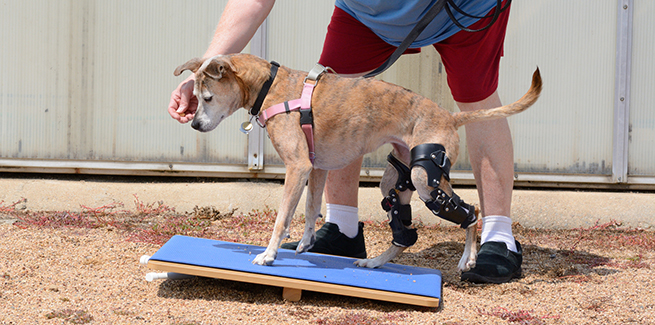 Mi a véleményed a kutya ivartalanításáról? 7