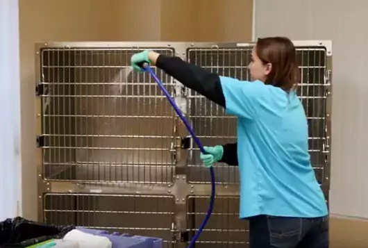 Comment prendre soin des chiots nouveau-nés ? 4