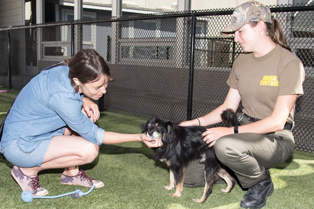Milyen tanácsot adnál a kóbor kutyákkal kapcsolatban? 3