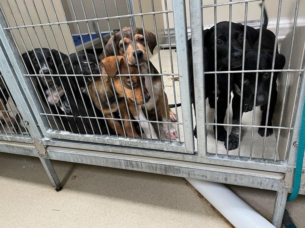 Milyen tanácsot adnál a kóbor kutyákkal kapcsolatban? 5