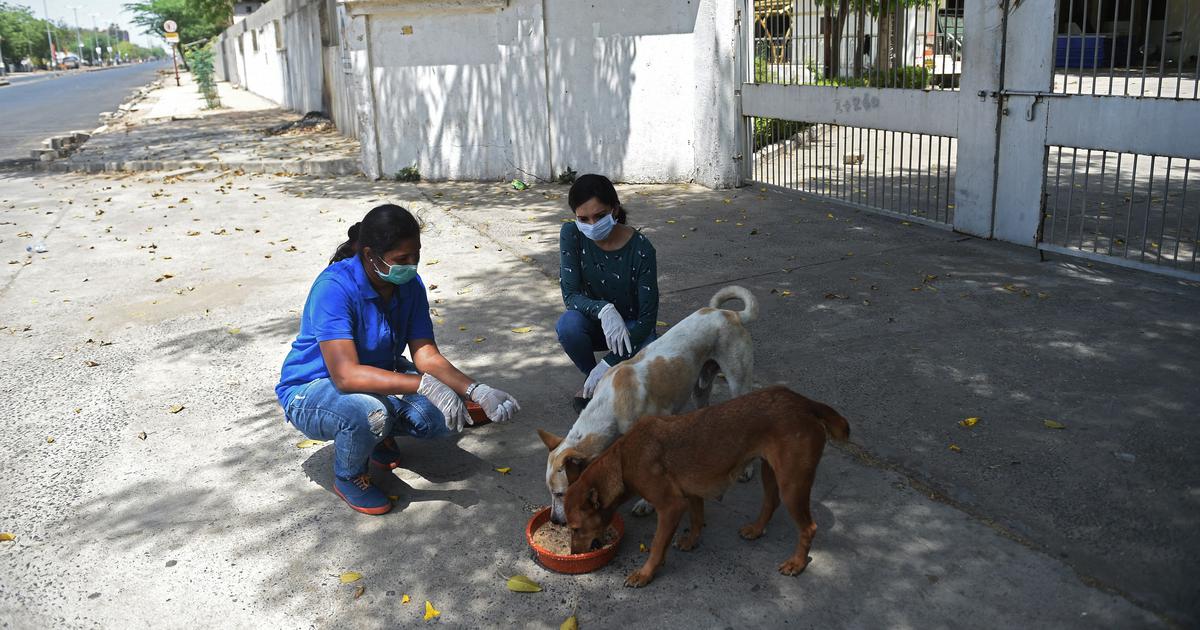 Milyen tanácsot adnál a kóbor kutyákkal kapcsolatban? 2