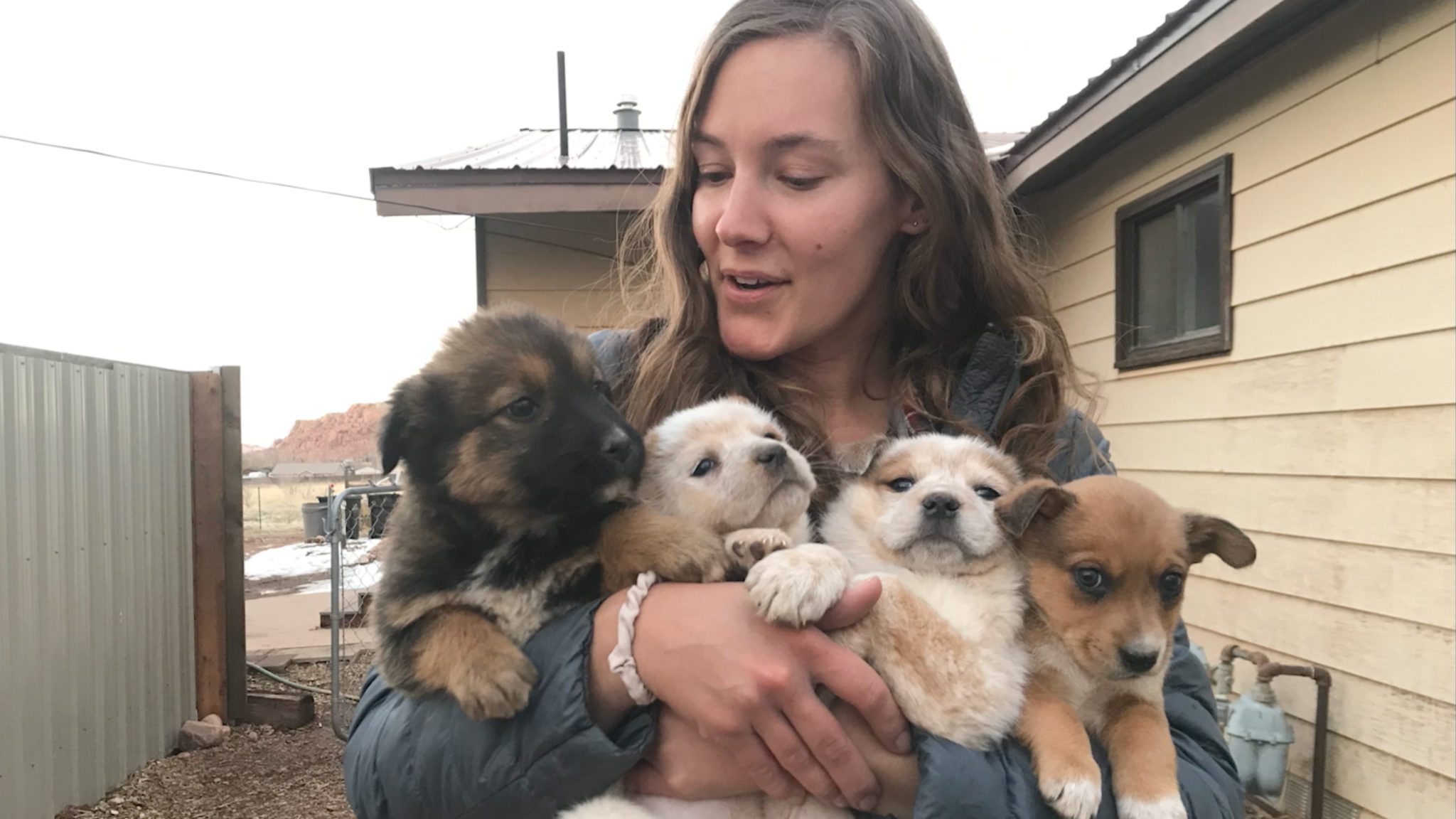 Milyen tanácsot adnál a kóbor kutyákkal kapcsolatban? 7