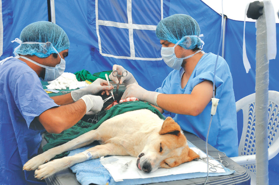 Milyen tanácsot adnál a kóbor kutyákkal kapcsolatban? 9