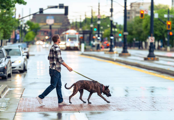 À quoi faut-il faire attention lorsqu'on élève un chien en ville ? 4