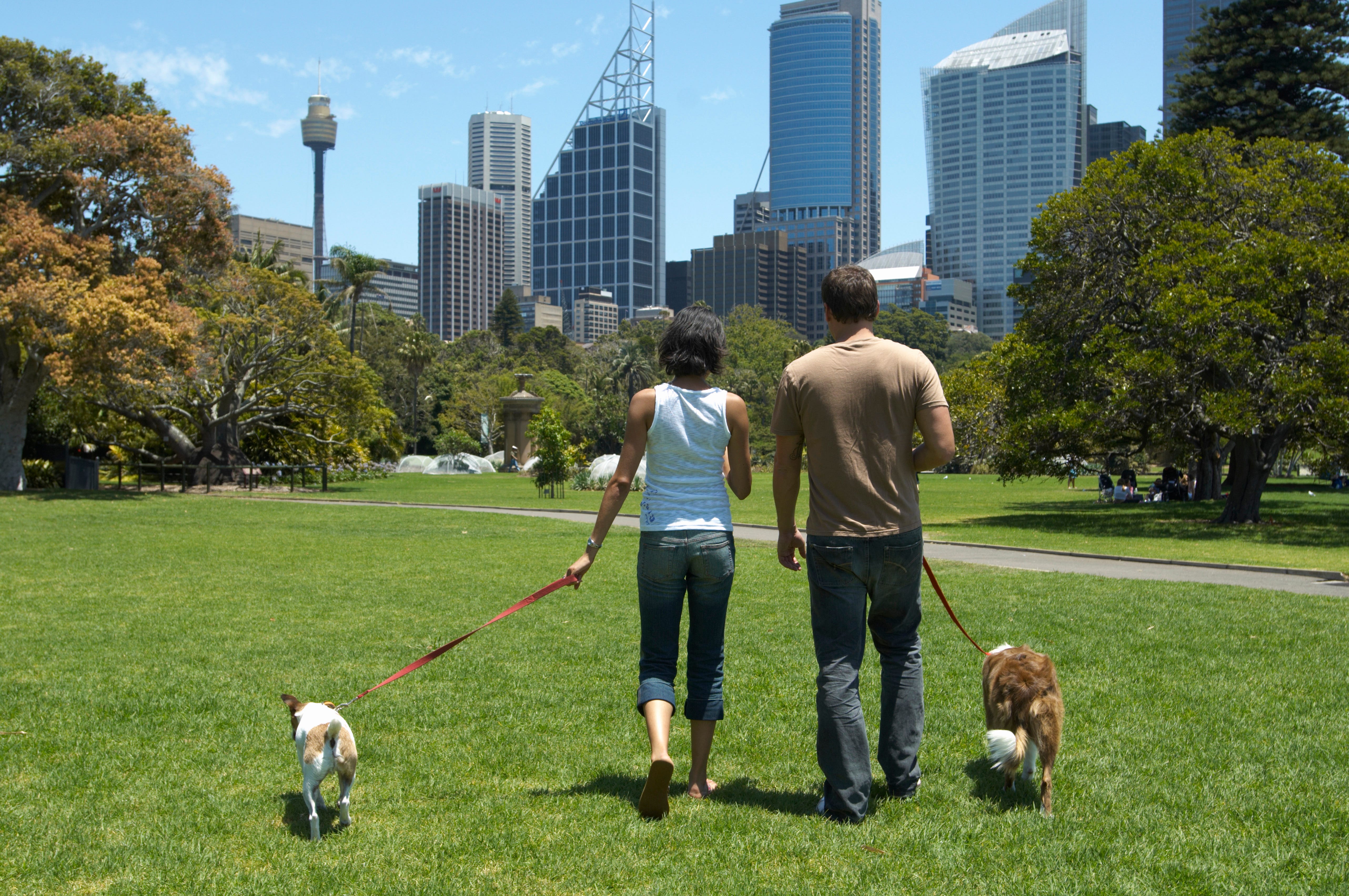 À quoi faut-il faire attention lorsqu'on élève un chien en ville ? 3