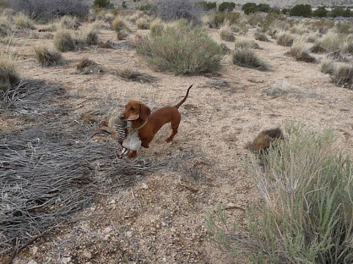 Pourquoi les gens aiment-ils les teckels ? 9