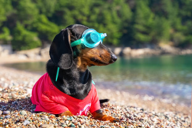 Pourquoi les gens aiment-ils les teckels ? 10