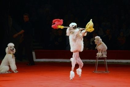 Pourquoi les gens aiment-ils les caniches ? 4