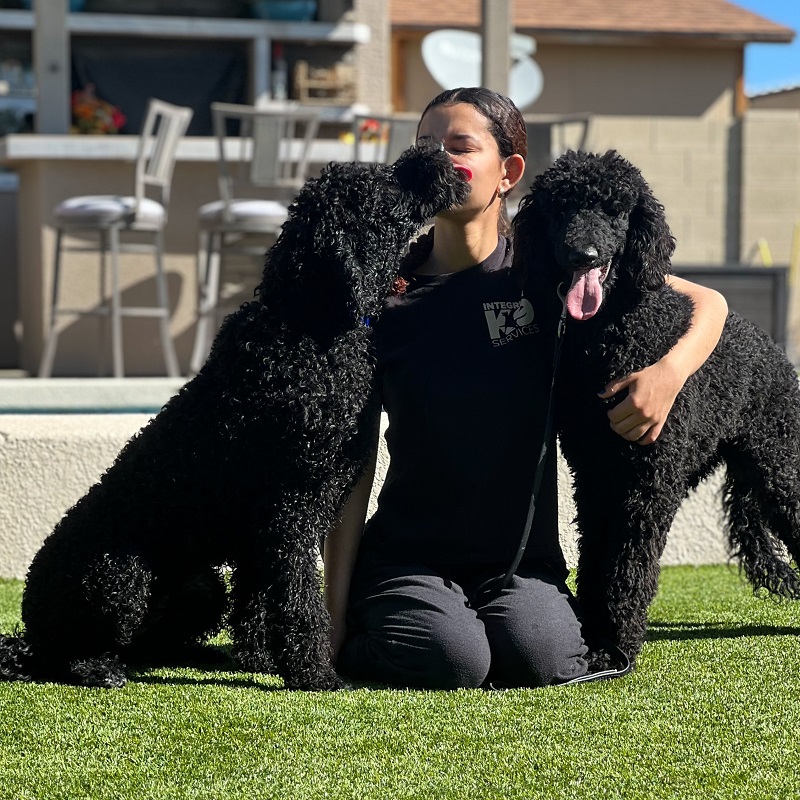 Pourquoi les gens aiment-ils les caniches ? 6