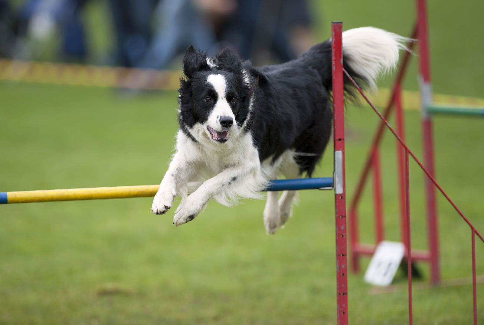 Le border collie est-il intelligent ? Pourquoi les gens aiment-ils le border collie ? 7