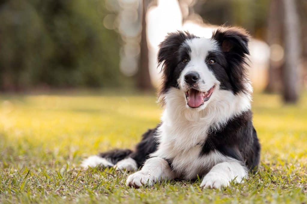 Le border collie est-il intelligent ? Pourquoi les gens aiment-ils le border collie ? 8