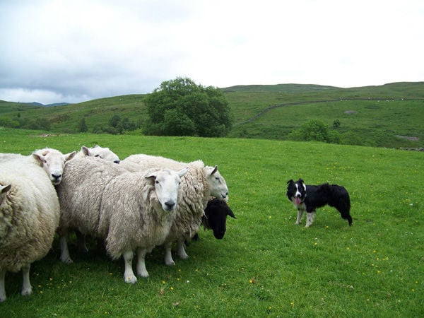 Le border collie est-il intelligent ? Pourquoi les gens aiment-ils le border collie ? 3