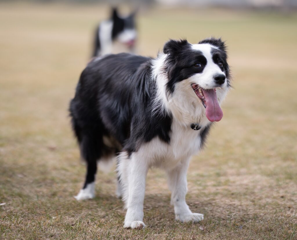Le border collie est-il intelligent ? Pourquoi les gens aiment-ils le border collie ? 10