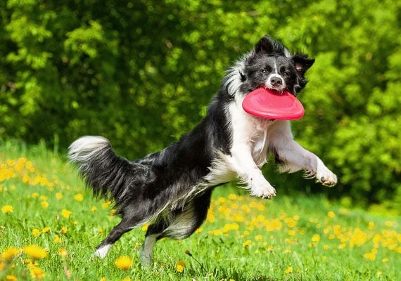 Le border collie est-il intelligent ? Pourquoi les gens aiment-ils le border collie ? 4