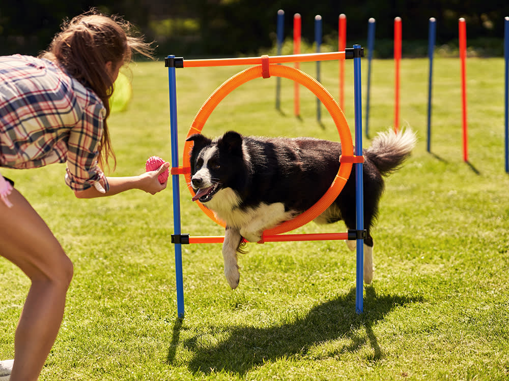 Le border collie est-il intelligent ? Pourquoi les gens aiment-ils le border collie ? 1