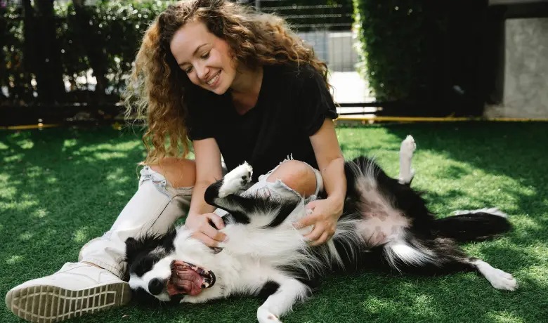 Le border collie est-il intelligent ? Pourquoi les gens aiment-ils le border collie ? 6