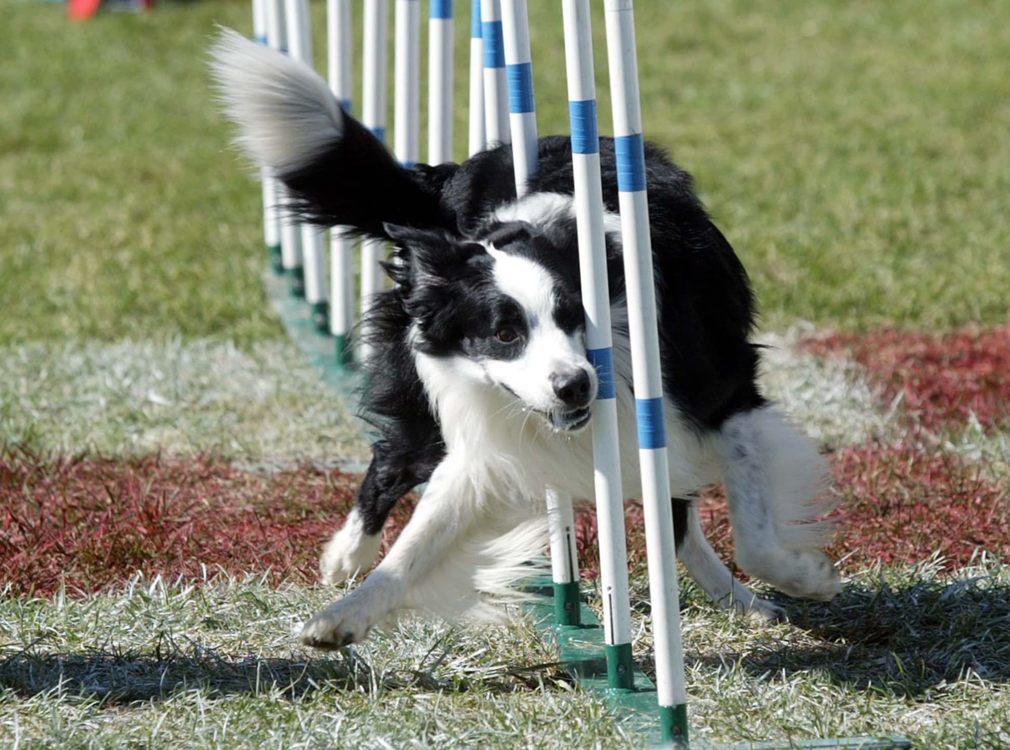 Le border collie est-il intelligent ? Pourquoi les gens aiment-ils le border collie ? 9