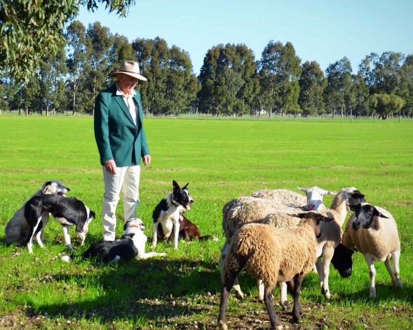 Le border collie est-il intelligent ? Pourquoi les gens aiment-ils le border collie ? 5