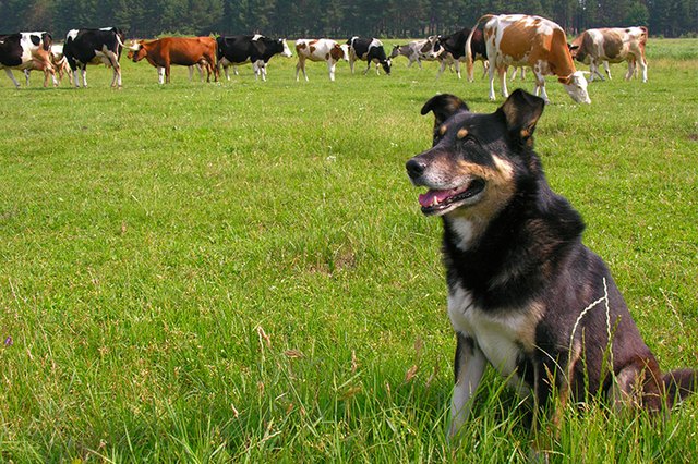 Quelles races de chiens conviennent comme chiens de berger ? 4