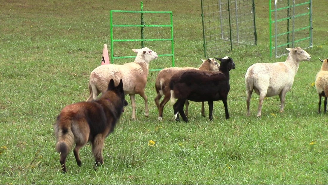 Quelles races de chiens conviennent comme chiens de berger ? 5