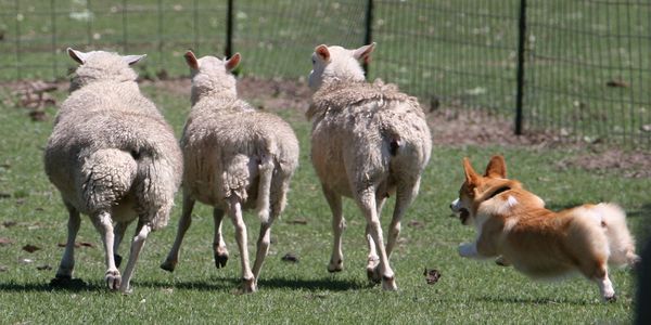 Quelles races de chiens conviennent comme chiens de berger ? 9