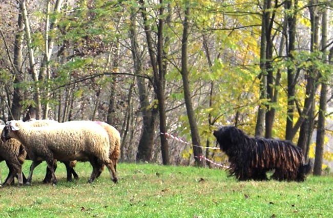 Quelles races de chiens conviennent comme chiens de berger ? 11