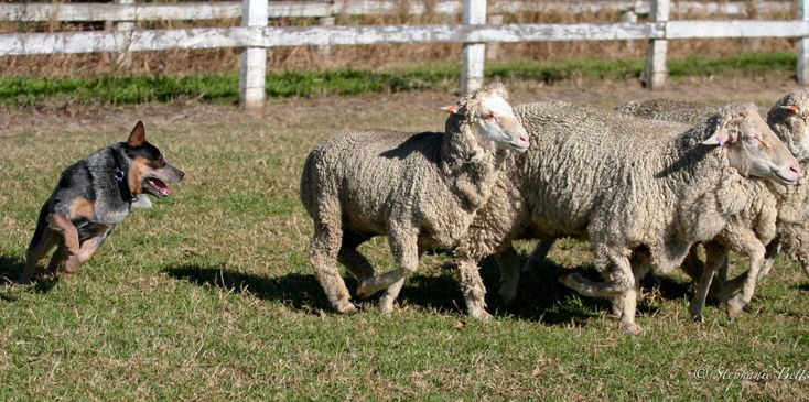 Quelles races de chiens conviennent comme chiens de berger ? 10