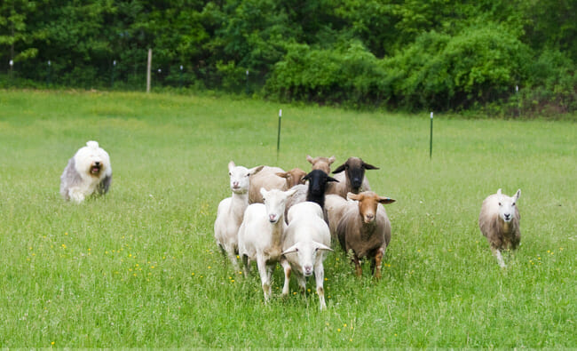 Quelles races de chiens conviennent comme chiens de berger ? 8