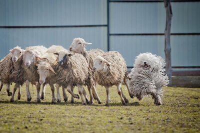 Quelles races de chiens conviennent comme chiens de berger ? 12