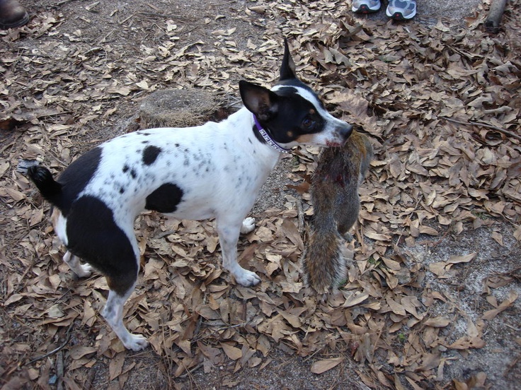 Quelles races de chiens conviennent à la chasse ? 6