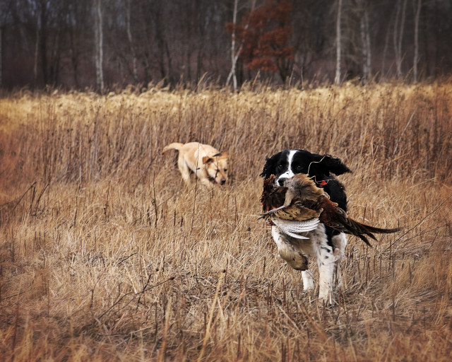Quelles races de chiens conviennent à la chasse ? 2