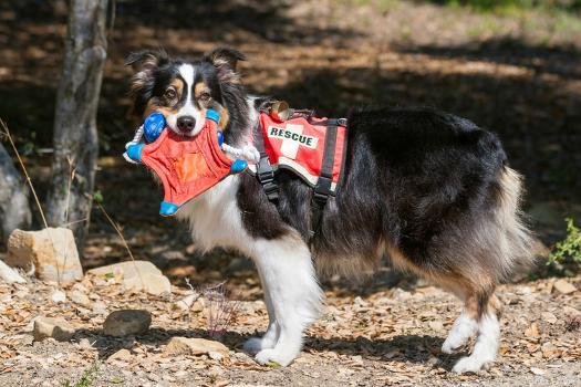 Quelles races de chiens conviennent comme chiens de recherche et de sauvetage ? 8