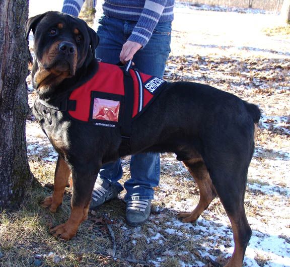 Quelles races de chiens conviennent comme chiens de recherche et de sauvetage ? 10