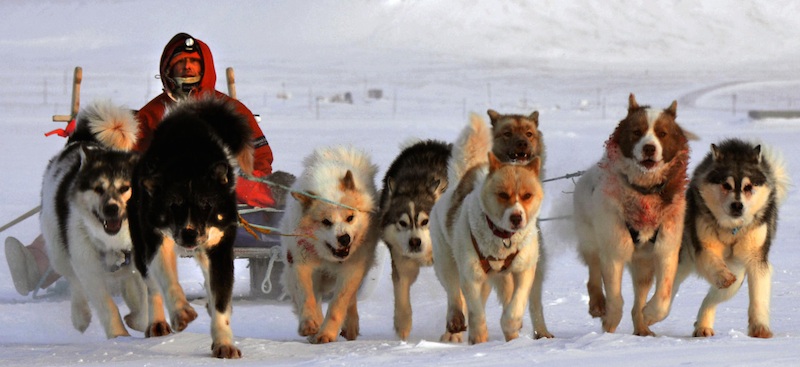 Ktoré plemená psov sú vhodné pre záprahové psy? 6