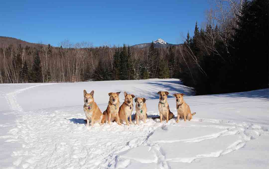 Ktoré plemená psov sú vhodné pre záprahové psy? 7