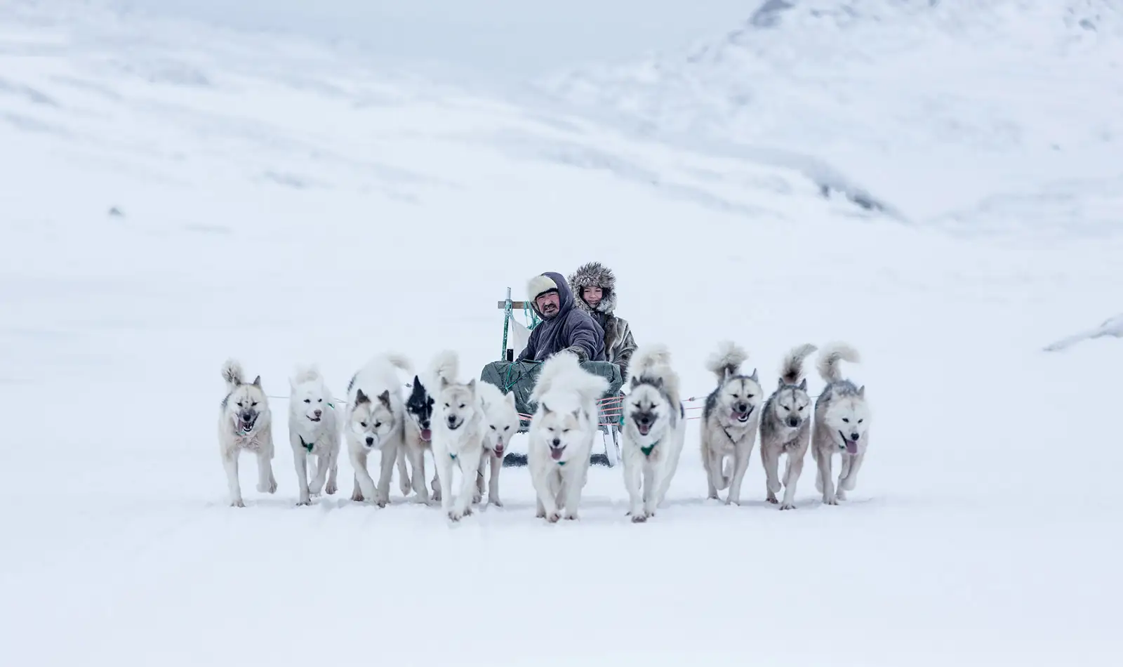 Weißer und schwarzer Siberian Husky Welpe tagsüber auf brauner  Holzoberfläche Foto – Kostenloses Bild zum Thema Katze auf Unsplash, image size:1600x950