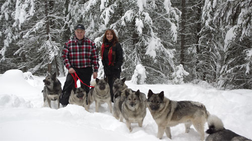 Ktoré plemená psov sú vhodné pre záprahové psy? 8