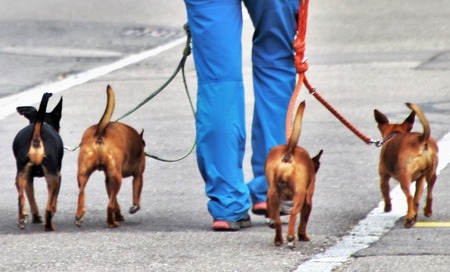 Cad iad na contúirtí ceilte a bhaineann le gan madra a choinneáil ar iall? 3