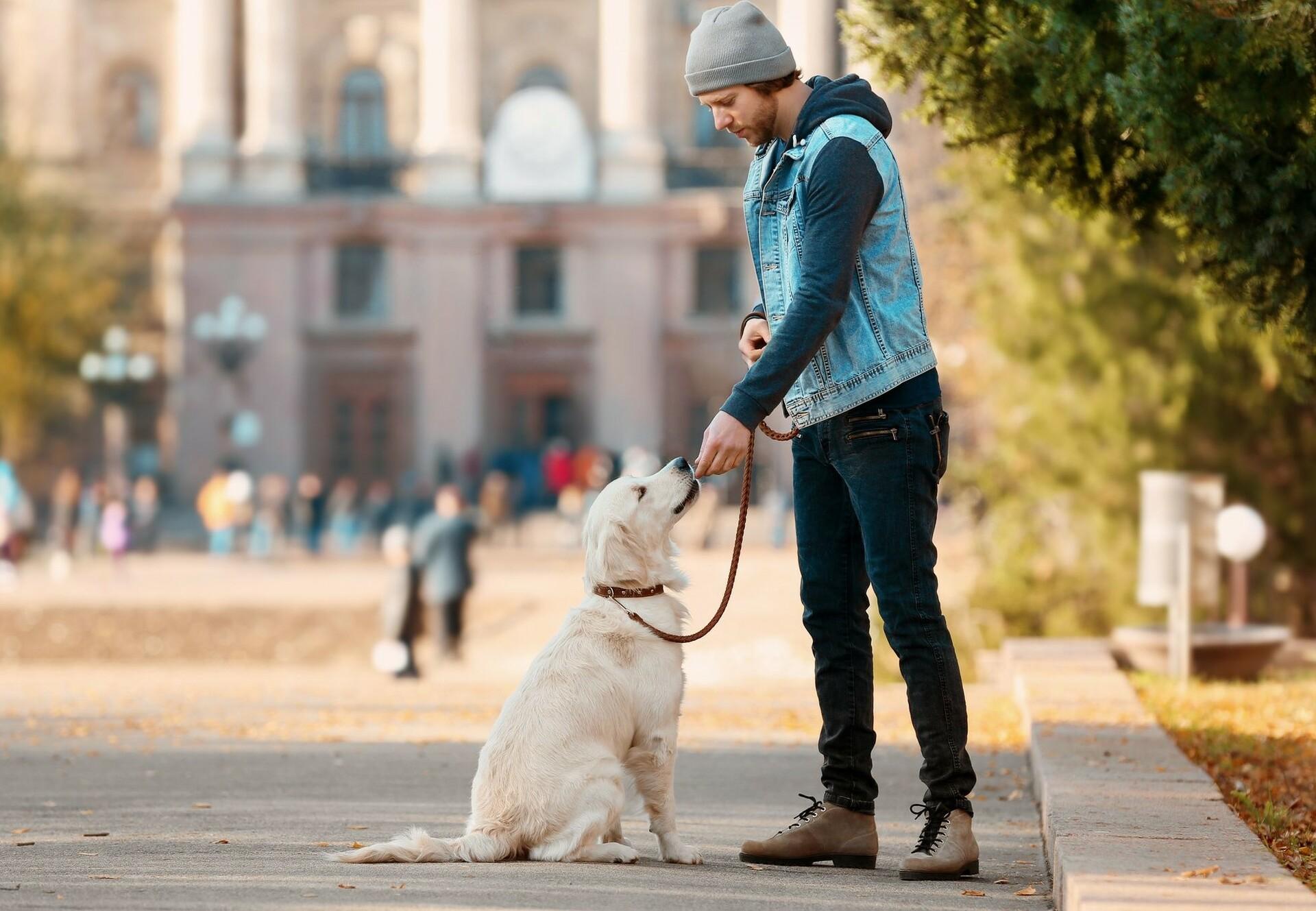 Cad iad na contúirtí ceilte a bhaineann le gan madra a choinneáil ar iall? 10