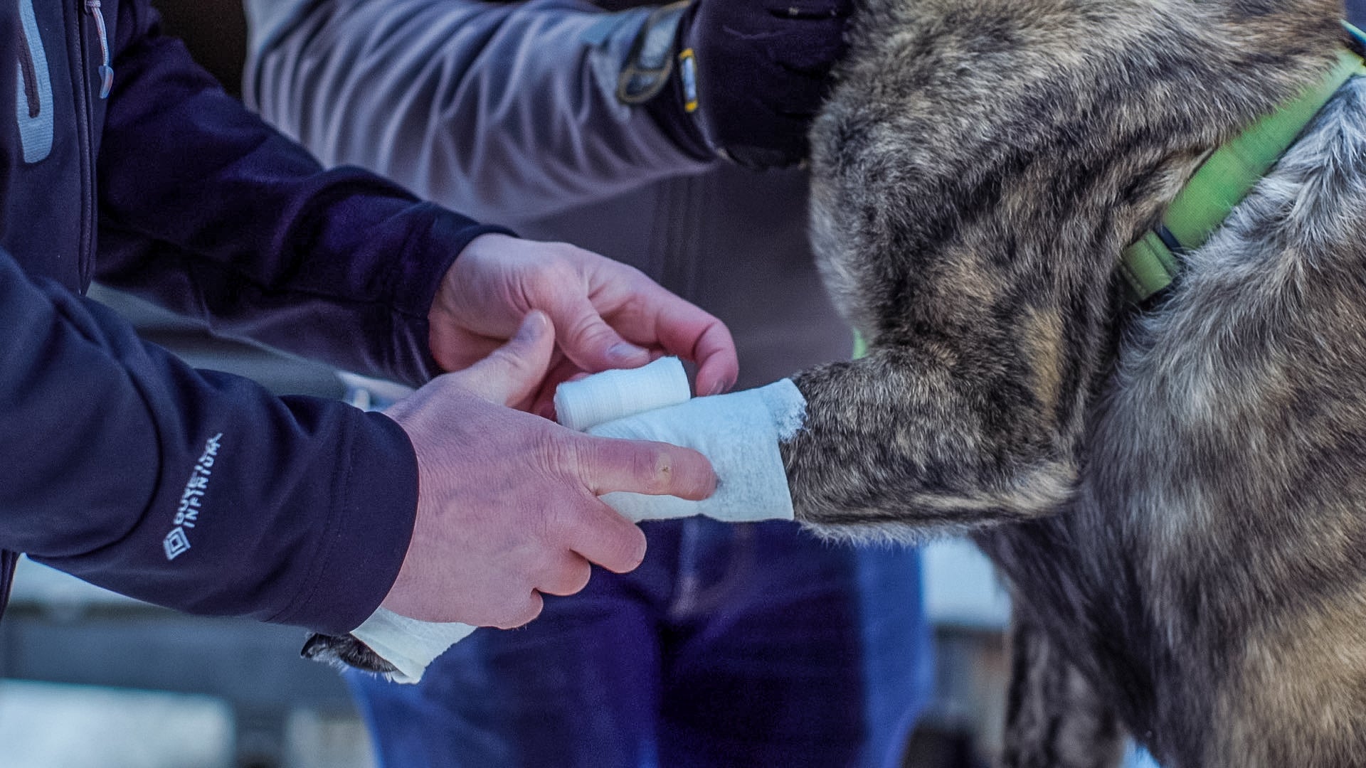 Cad iad na contúirtí ceilte a bhaineann le gan madra a choinneáil ar iall? 12