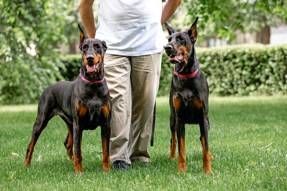 À quoi faut-il faire attention lorsqu'on élève un Doberman ? 1