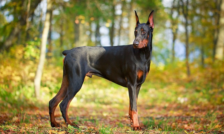 À quoi faut-il faire attention lorsqu'on élève un Doberman ? 2