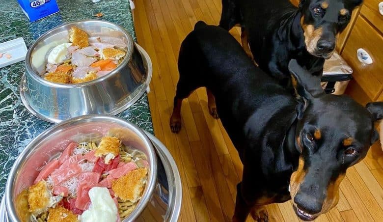 À quoi faut-il faire attention lorsqu'on élève un Doberman ? 11